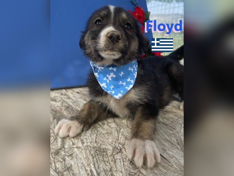 Floyd,geb.02/25,süßer Hundebub sucht seine Familie