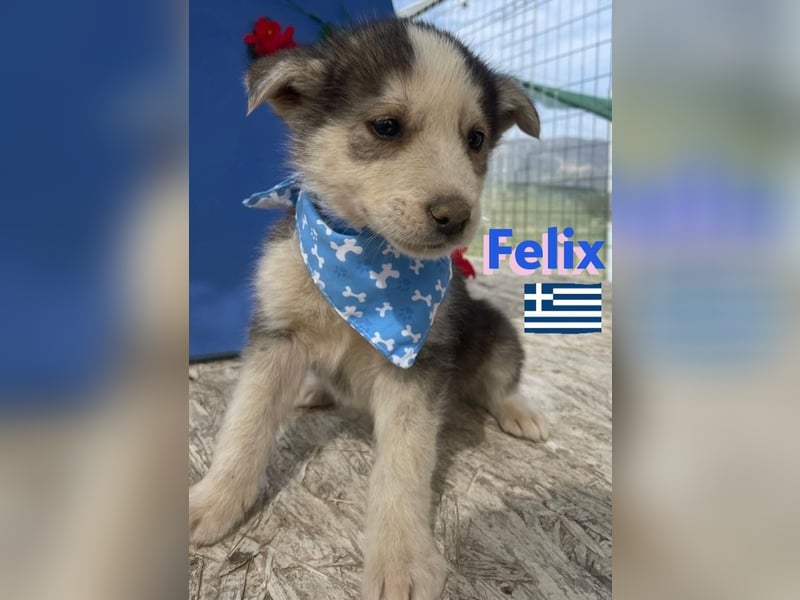 Felix,geb.02/25,hübscher Hundebub sucht seine Familie