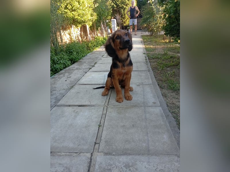 Junghund ARI sucht sein Für-immer-Zuhause