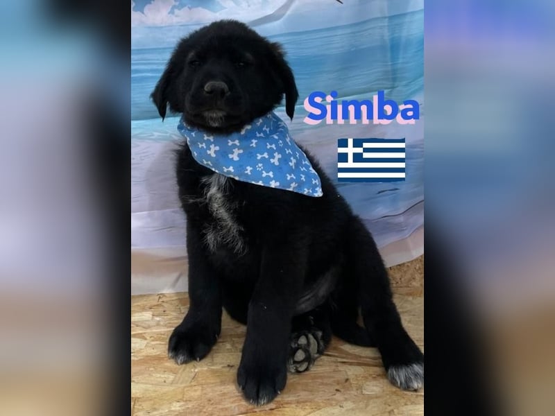 Simba,geb.02/25,griech.Hütehundebub sucht seine Familie,bereits auf PS in 66557 Illingen
