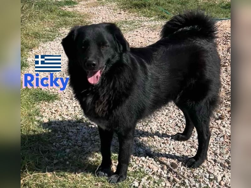 Ricky, geb 01/22 - süßer Schmusebär sucht seine Familie