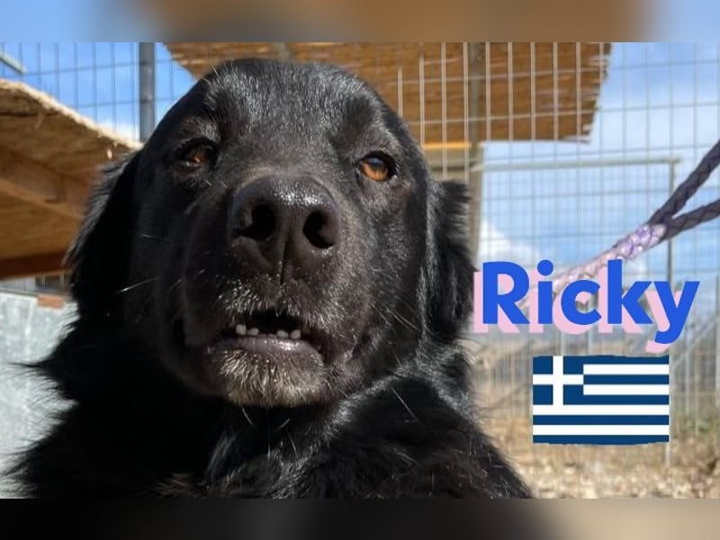 Ricky, geb 01/22 - süßer Schmusebär sucht seine Familie