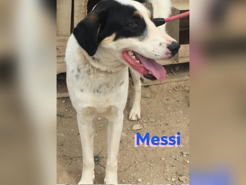 Messi, 01/23 - sportlicher Kumpel sucht seine Menschen