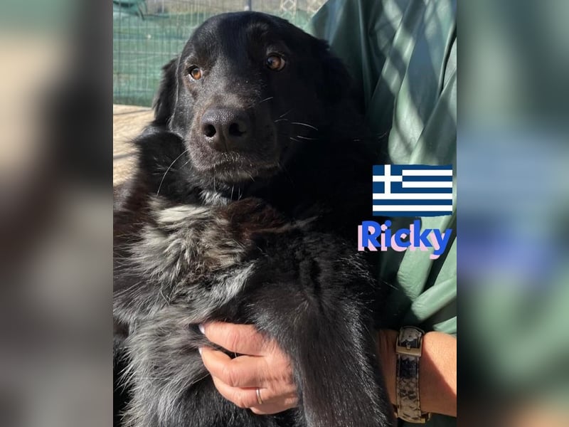 Ricky, geb 01/22 - süßer Schmusebär sucht seine Familie