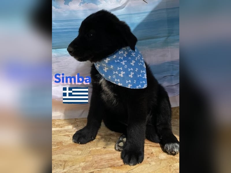 Simba,geb.02/25,griech.Hütehundebub sucht seine Familie,bereits auf PS in 66557 Illingen