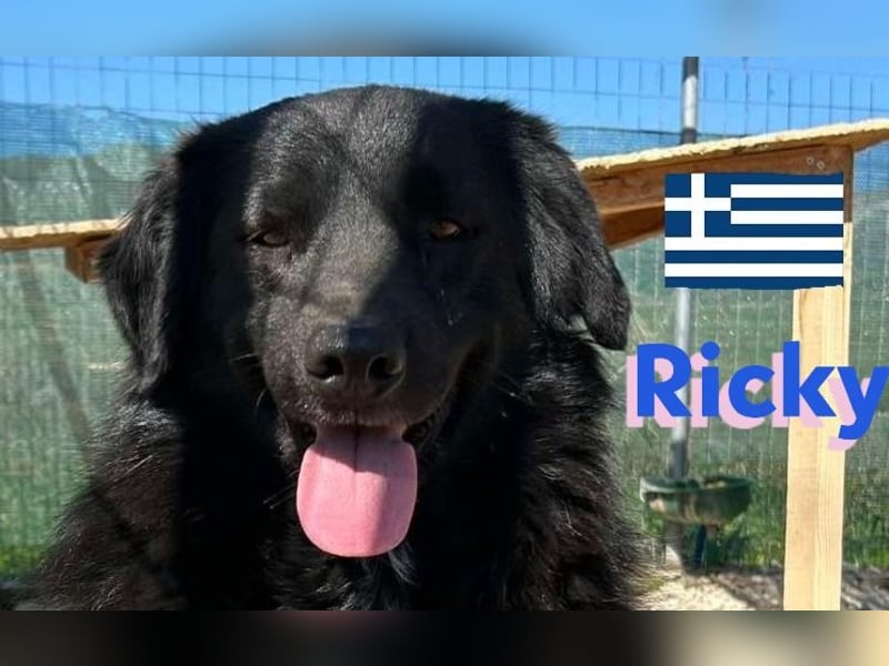Ricky, geb 01/22 - süßer Schmusebär sucht seine Familie