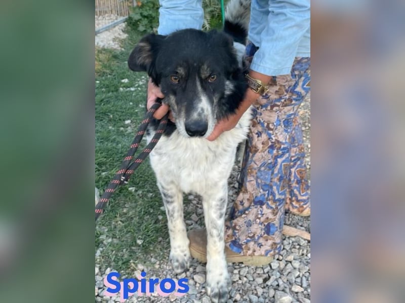 Spiros, 01/23 - freundlich und lernwillig
