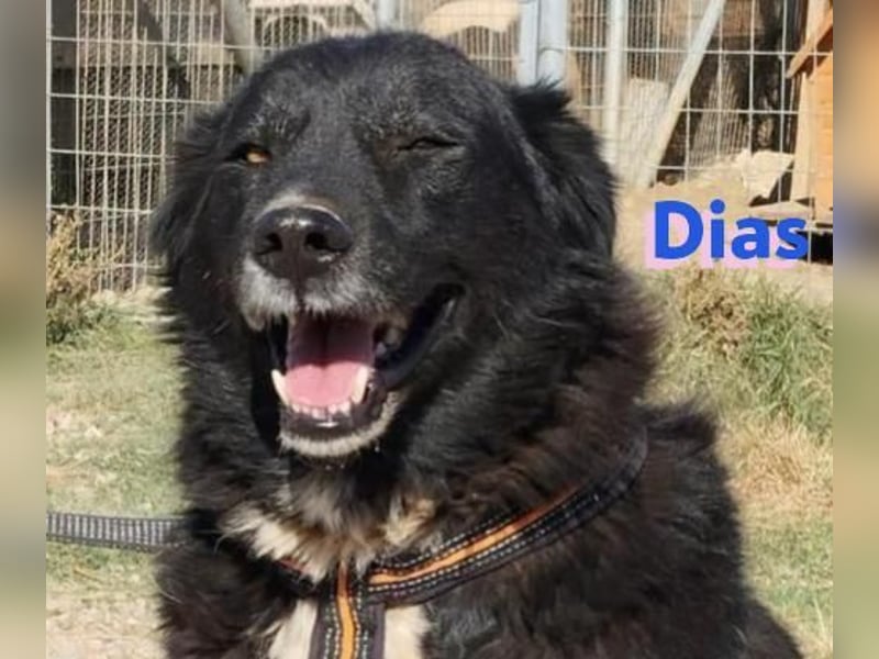 Dias, 10/19 – ruhiger, lieber Schmuser sucht sein Kuschelkörbchen