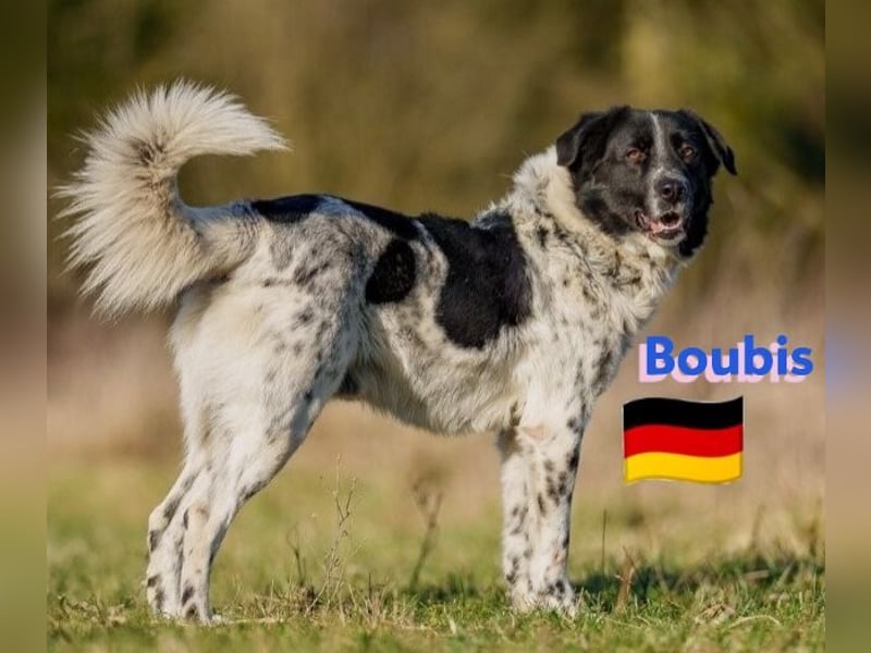 !!NOTFALL!!Boubis,geb.01/22,aufmerksamer Bub sucht eine führende Hand,bef.sich in 64579 Gernsheim
