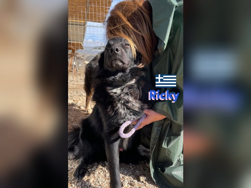 Ricky, geb 01/22 - süßer Schmusebär sucht seine Familie
