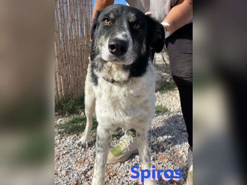 Spiros, 01/23 - freundlich und lernwillig