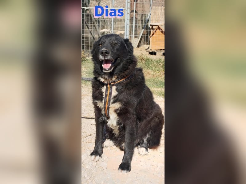 Dias, 10/19 – ruhiger, lieber Schmuser sucht sein Kuschelkörbchen