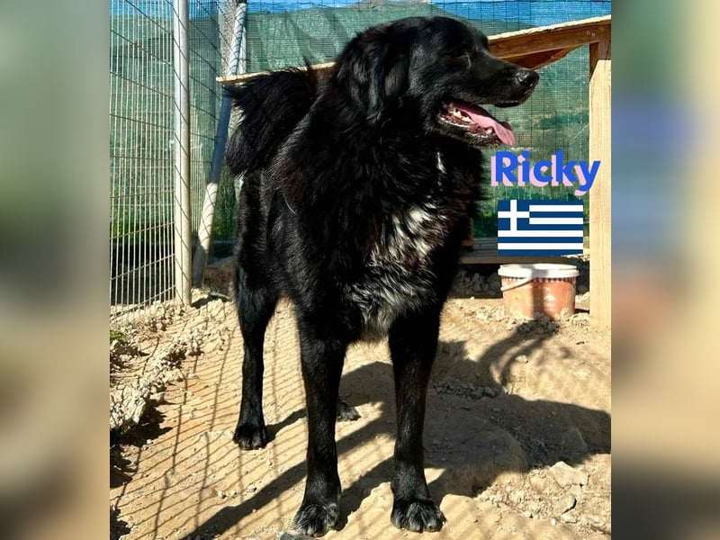 Ricky, geb 01/22 - süßer Schmusebär sucht seine Familie