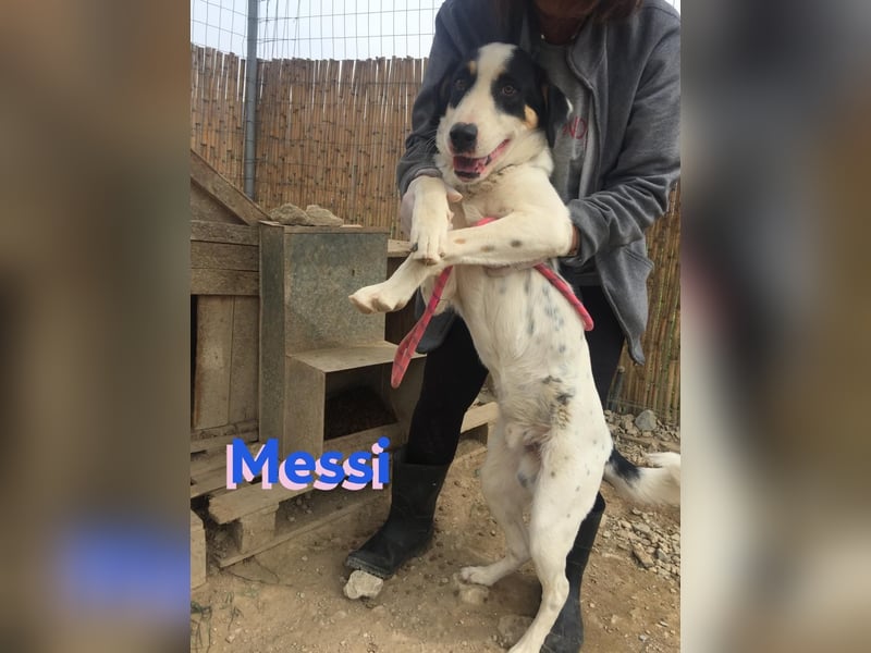 Messi, 01/23 - sportlicher Kumpel sucht seine Menschen