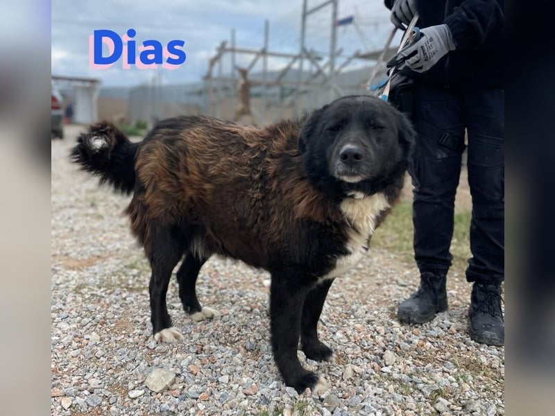 Dias, 10/19 – ruhiger, lieber Schmuser sucht sein Kuschelkörbchen