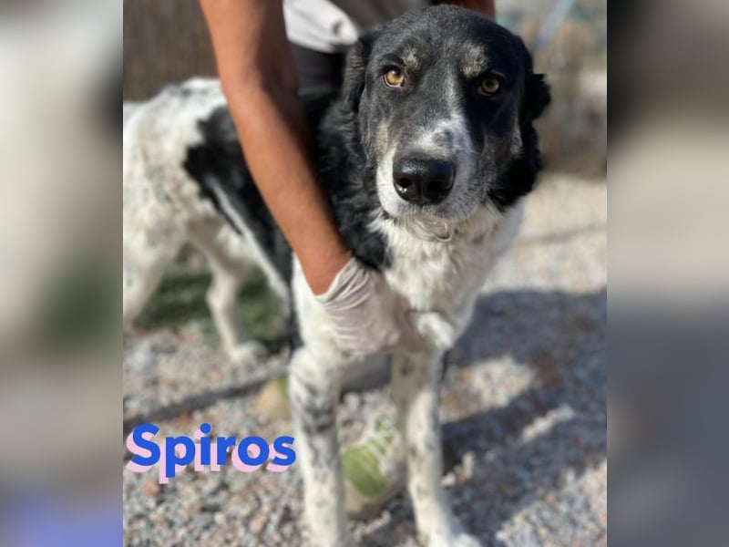 Spiros, 01/23 - freundlich und lernwillig