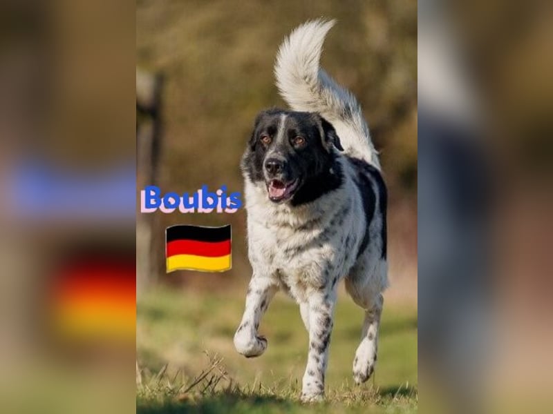 !!NOTFALL!!Boubis,geb.01/22,aufmerksamer Bub sucht eine führende Hand,bef.sich in 64579 Gernsheim