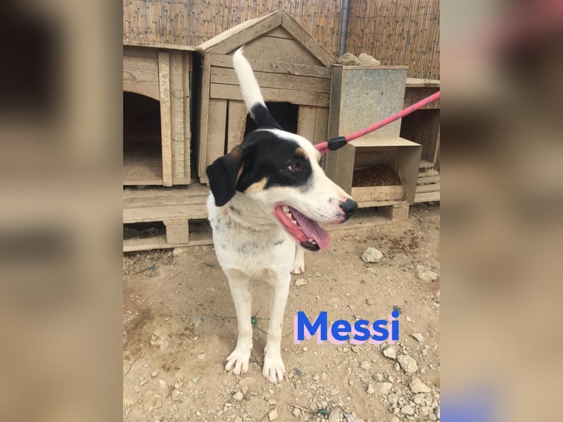 Messi, 01/23 - sportlicher Kumpel sucht seine Menschen