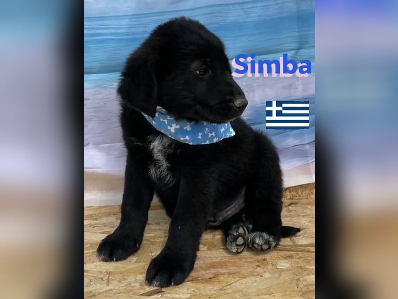 Simba,geb.02/25,griech.Hütehundebub sucht seine Familie,bereits auf PS in 66557 Illingen