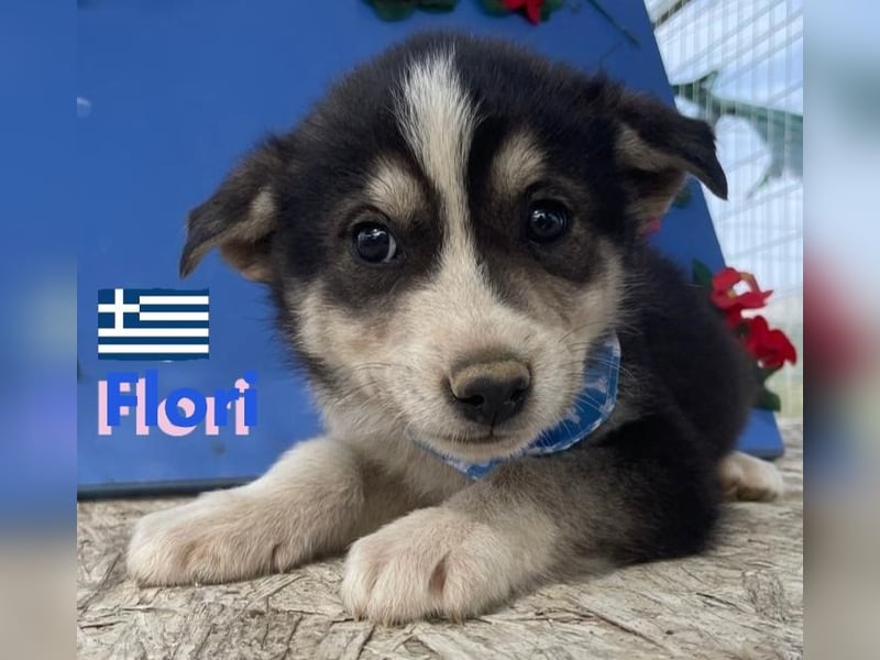Flori, 02/25 - sucht im Mai eine Familie