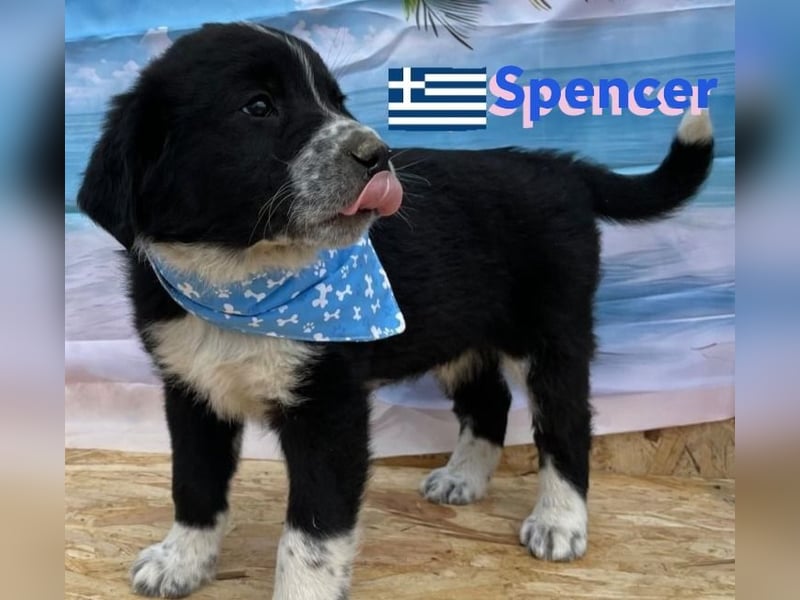 Spencer,geb.02/25,hübscher Hundebub sucht seine Familie