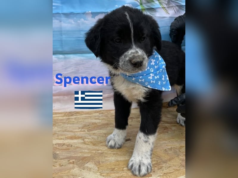 Spencer,geb.02/25,hübscher Hundebub sucht seine Familie