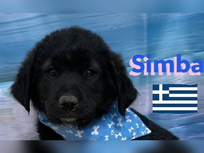 Simba,geb.02/25,griech.Hütehundebub sucht seine Familie,bereits auf PS in 66557 Illingen