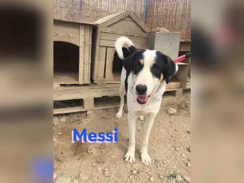 Messi, 01/23 - sportlicher Kumpel sucht seine Menschen