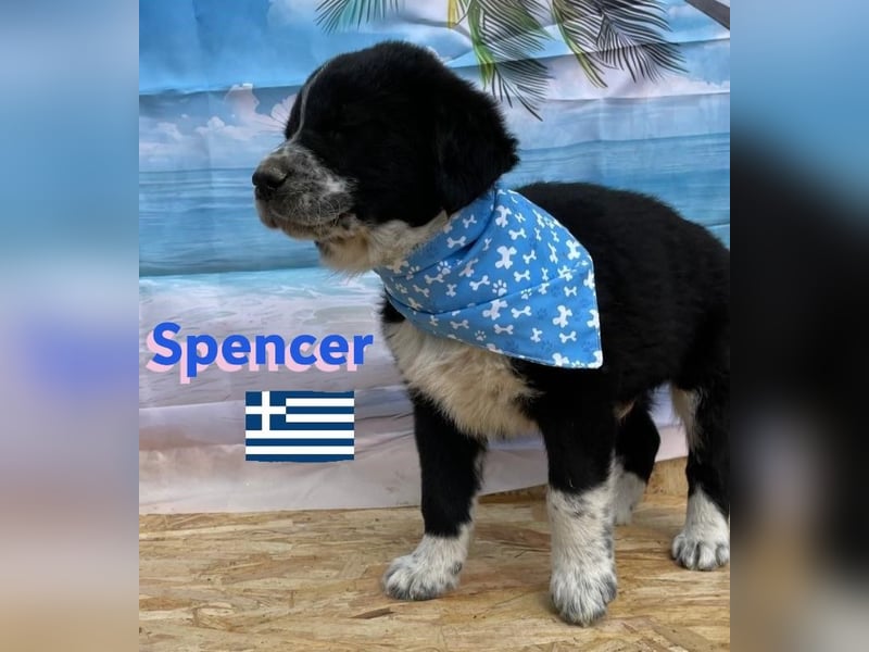 Spencer,geb.02/25,hübscher Hundebub sucht seine Familie