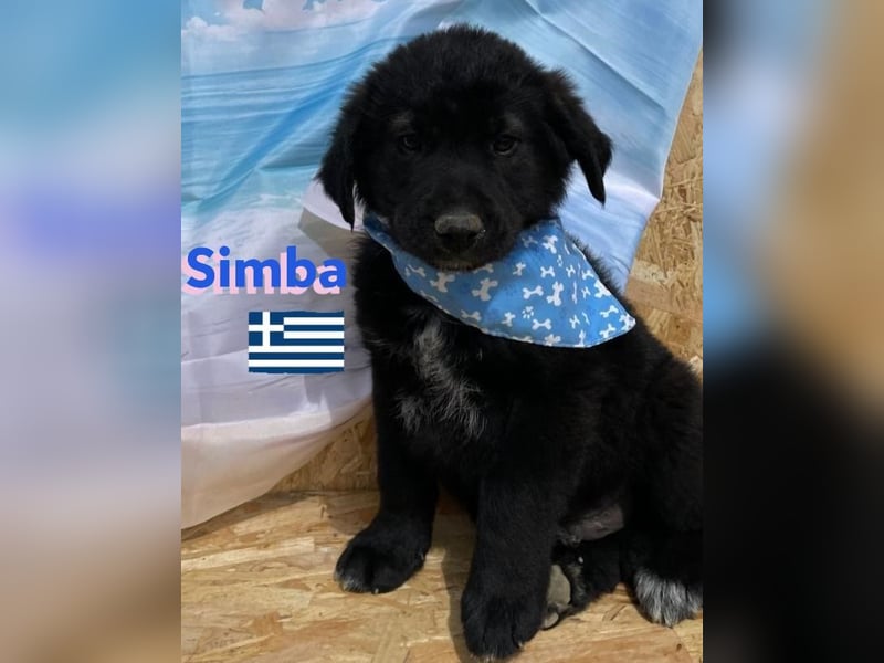 Simba,geb.02/25,griech.Hütehundebub sucht seine Familie,bereits auf PS in 66557 Illingen