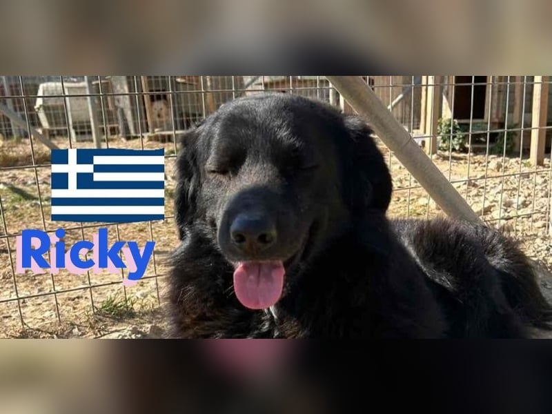 Ricky, geb 01/22 - süßer Schmusebär sucht seine Familie