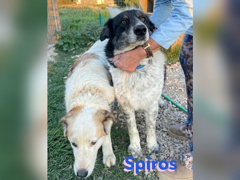 Spiros, 01/23 - freundlich und lernwillig