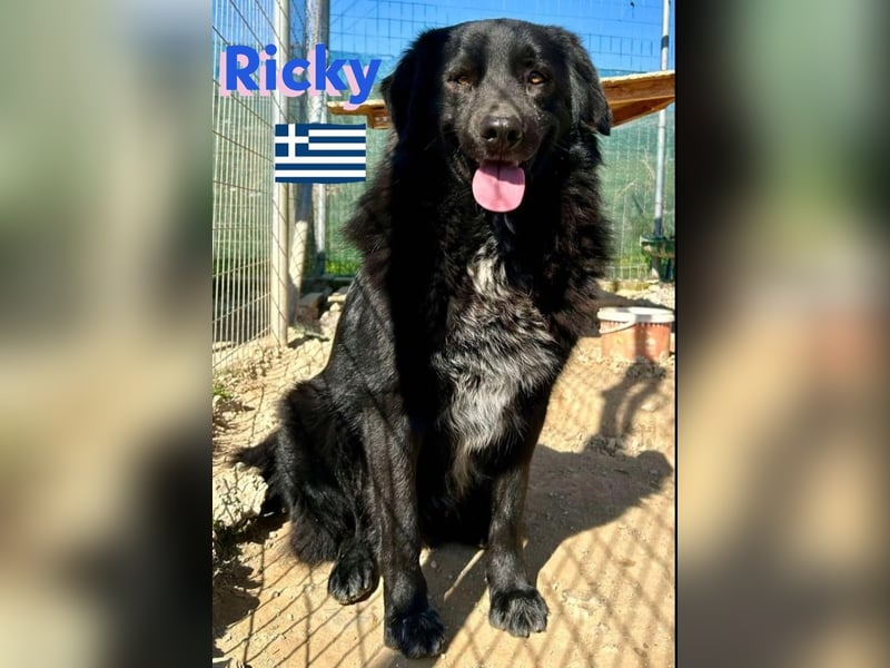 Ricky, geb 01/22 - süßer Schmusebär sucht seine Familie