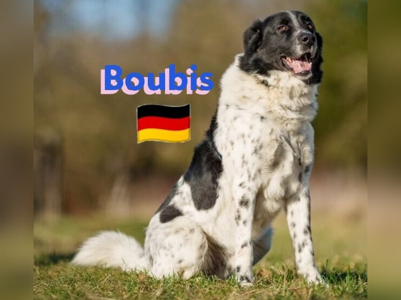 !!NOTFALL!!Boubis,geb.01/22,aufmerksamer Bub sucht eine führende Hand,bef.sich in 64579 Gernsheim