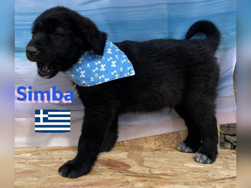Simba,geb.02/25,griech.Hütehundebub sucht seine Familie,bereits auf PS in 66557 Illingen