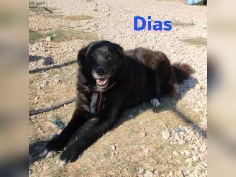 Dias, 10/19 – ruhiger, lieber Schmuser sucht sein Kuschelkörbchen