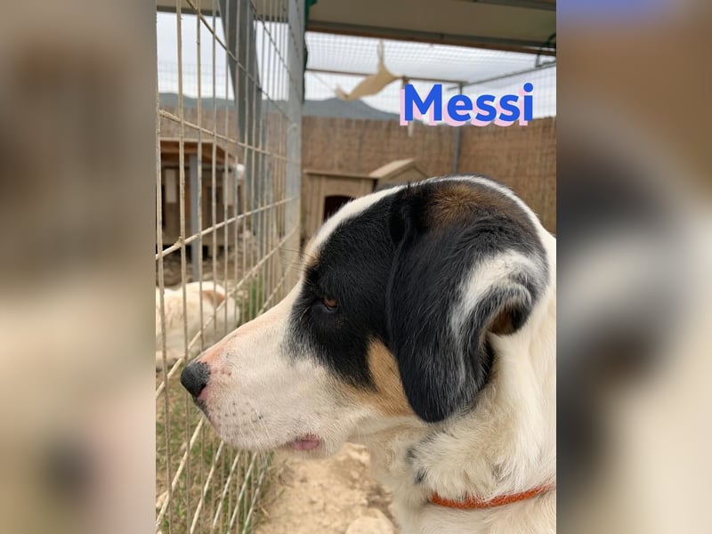 Messi, 01/23 - sportlicher Kumpel sucht seine Menschen