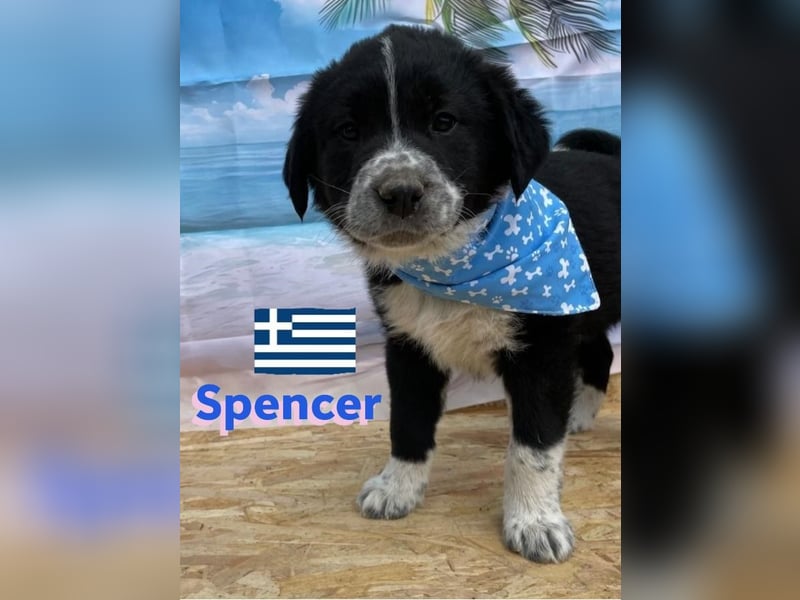Spencer,geb.02/25,hübscher Hundebub sucht seine Familie