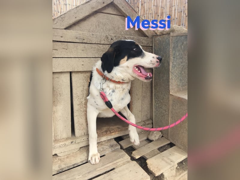 Messi, 01/23 - sportlicher Kumpel sucht seine Menschen