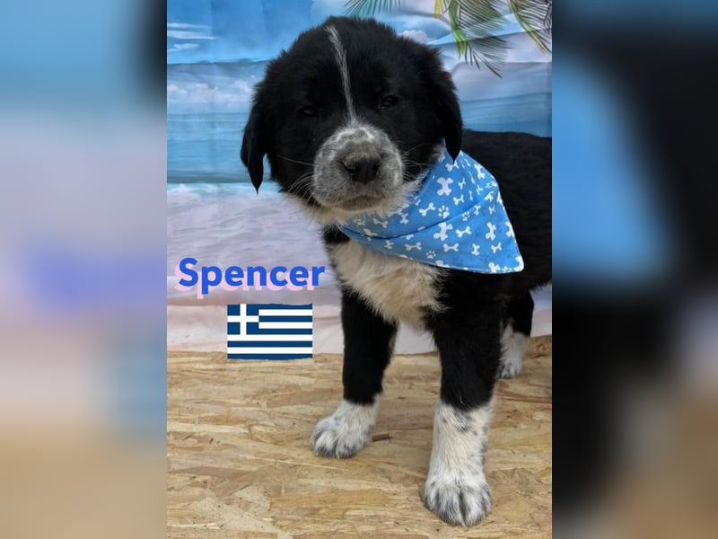 Spencer,geb.02/25,hübscher Hundebub sucht seine Familie