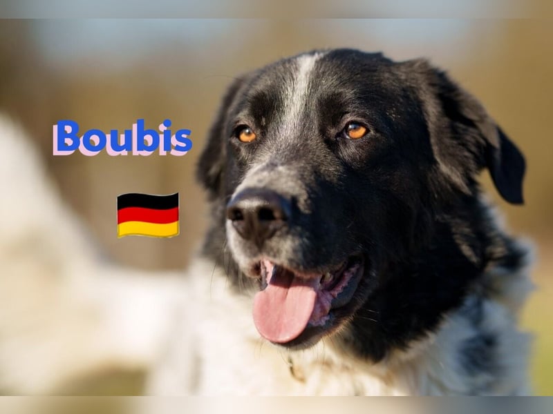 !!NOTFALL!!Boubis,geb.01/22,aufmerksamer Bub sucht eine führende Hand,bef.sich in 64579 Gernsheim
