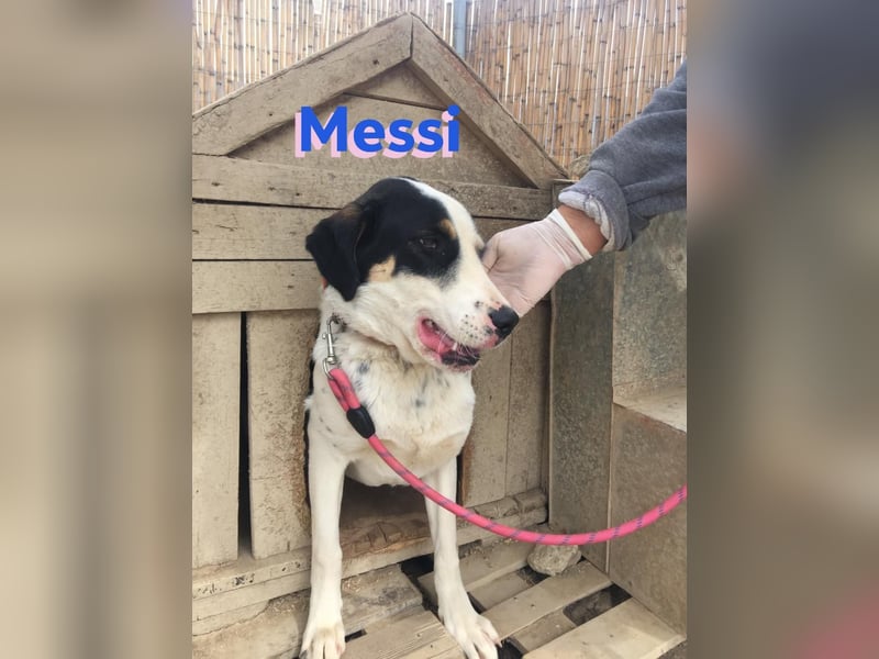 Messi, 01/23 - sportlicher Kumpel sucht seine Menschen