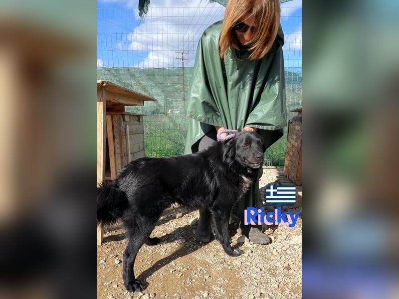 Ricky, geb 01/22 - süßer Schmusebär sucht seine Familie