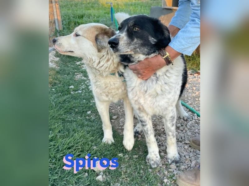 Spiros, 01/23 - freundlich und lernwillig