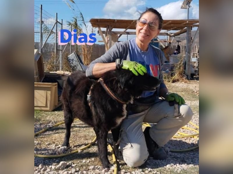 Dias, 10/19 – ruhiger, lieber Schmuser sucht sein Kuschelkörbchen