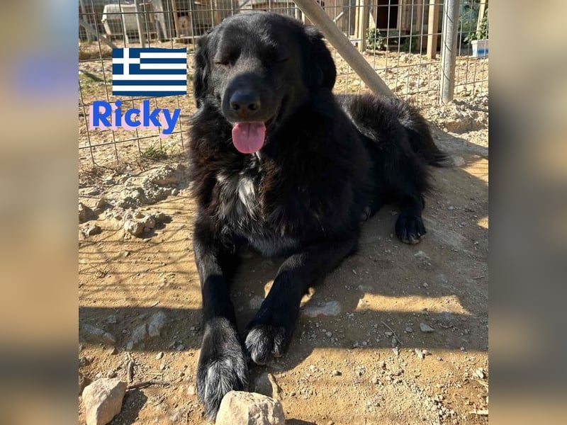 Ricky, geb 01/22 - süßer Schmusebär sucht seine Familie