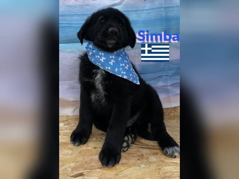 Simba,geb.02/25,griech.Hütehundebub sucht seine Familie,bereits auf PS in 66557 Illingen