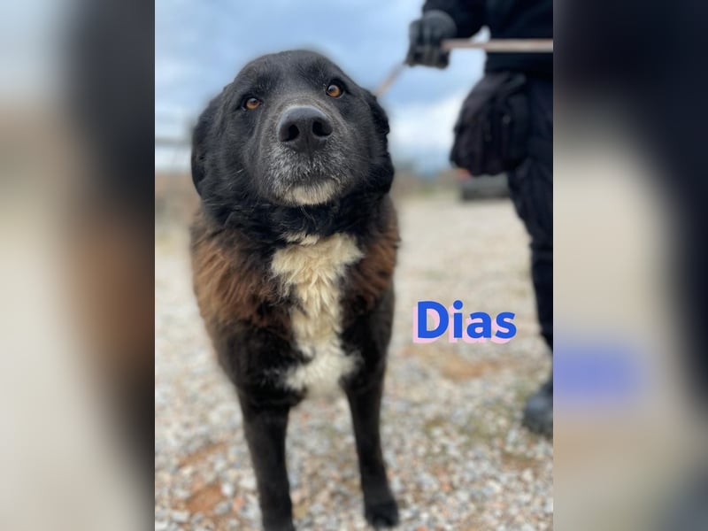 Dias, 10/19 – ruhiger, lieber Schmuser sucht sein Kuschelkörbchen
