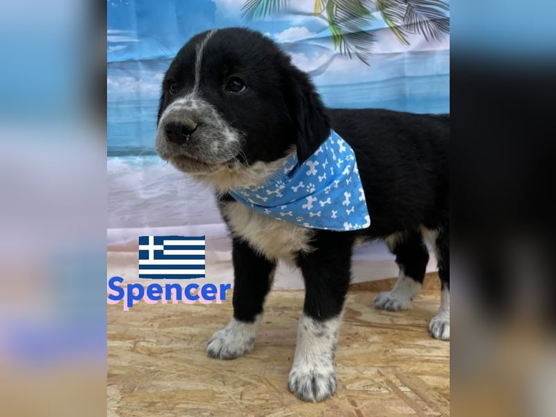 Spencer,geb.02/25,hübscher Hundebub sucht seine Familie