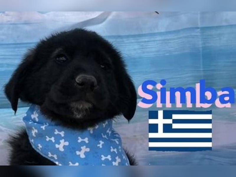 Simba,geb.02/25,griech.Hütehundebub sucht seine Familie,bereits auf PS in 66557 Illingen